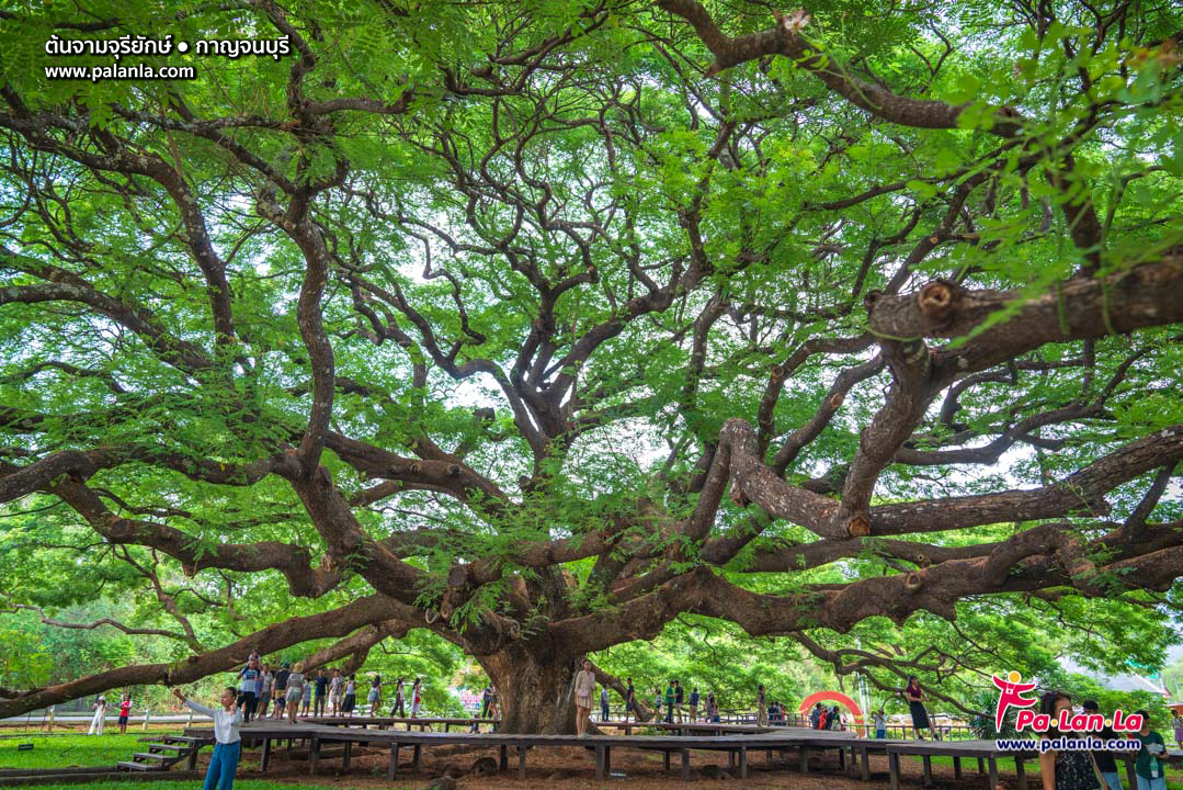 Giant Monkey Pod Tree